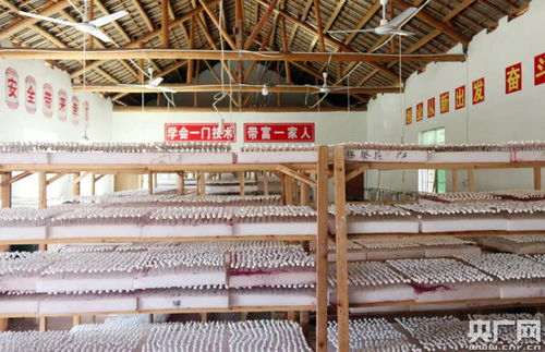 江西贵溪 小小 幸福树 带富贫困户
